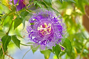 Passiflora Inspiration Passion Flower