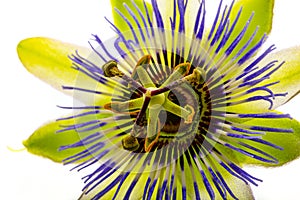 Passiflora isolated on a white background