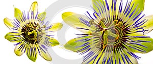 Passiflora isolated on a white background