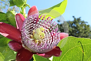 Passiflora, known also as the passion flowers or passion vines