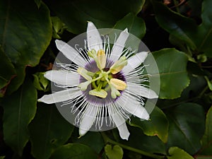 Passiflora, known also as the passion flowers or passion vines, Passifloraceae, passion fruit flower
