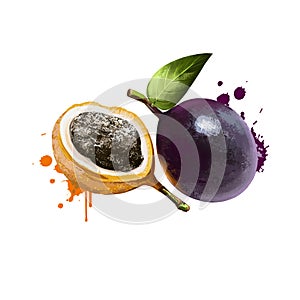 Passiflora ligularis or sweet granadilla or grenadia isolated on white. Plant ligulate corollae. Pulp edible part of the fruit and