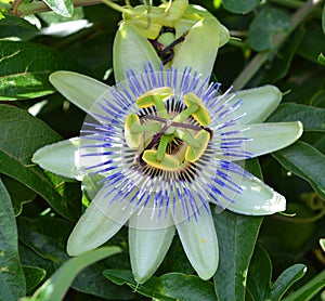 Passiflora loefgrenii, the garlic passion fruit,