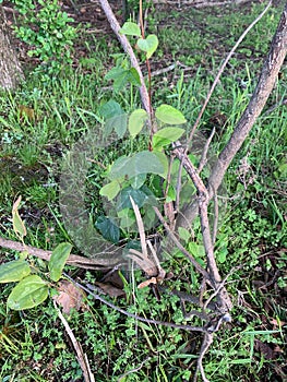 Passiflora Lutea leaves and vine