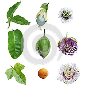 Passiflora Passion Collection