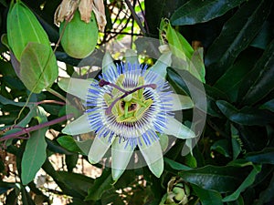 Passiflora, passion flower and fruit