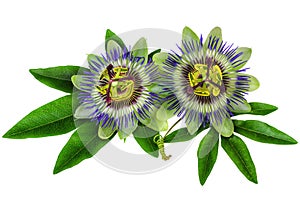 Passiflora Passion Flower homeopathic plant isolated clipping path included