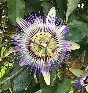 Passion Flower in full bloom - Rue des Orteaux, Paris