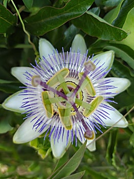 Passiflora. Passion flowers. Nature and photography