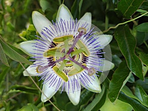 Passiflora. Passion flowers. Nature and photography