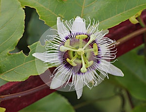 Passiflora passion fruit flower