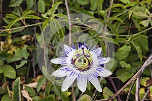 Passion flower blooming