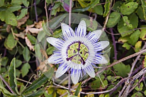 Passion flower top view