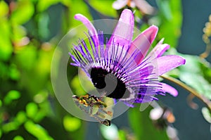 Passiflora, passion vine or passion flower