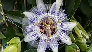 Passiflora plant, flower close-up, Passiflora caerulea, medicinal plants, ivy