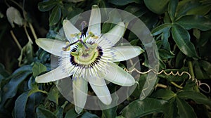 Passiflora primer plano flor macro photo