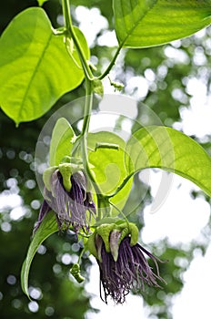 Passiflora quadrangularis