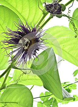 Passiflora quadrangularis