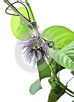 Passiflora quadrangularis flower
