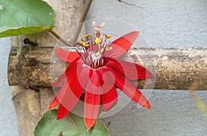 Passiflora Racemosa flower