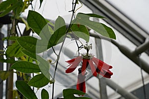 Passiflora racemosa is a red passion flower is captured in a botanical garden.