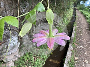 Passiflora tarminiana or banana passionfruit blossom, pink flower growing in Madeira