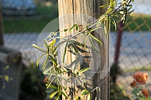 Passiflora vine growing around pole photo