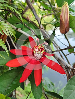 Passiflora vitifolia or red fragrant passion flower is blooming on its stem