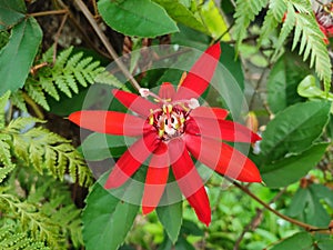 Passiflora vitifolia or red fragrant passionflower is blooming on its stem.
