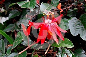 Passiflora Vitifolia (Red Granadilla)