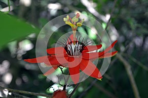 Passiflora vitifolia Ã¢â¬â red Perfumed Passionflower in Costa Rica