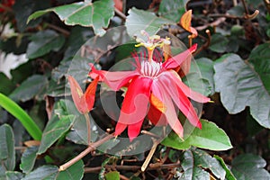 Passiflora Vitifolia \'Scarlet Flame\' (Red Granadilla)