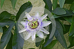 Passiflora vitifolia \'White Lightning\' in flower