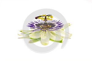 Passiflora on white photo