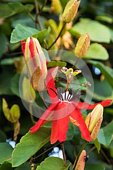 passifloraceae flowers