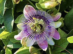 Passiflore, Passiflora X belotii or Passionsblume, Mainau - Constance, Germany