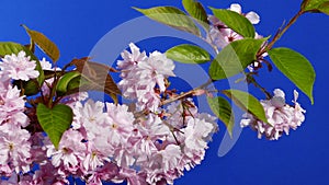 Passing Blossoming Flowers Branch On Bluescreen