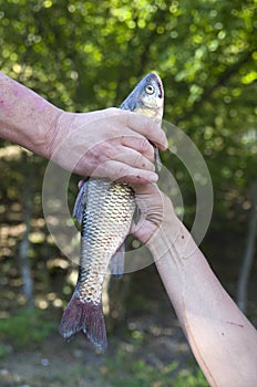 Passing fish chub from hand to hand