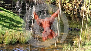 Passing powerful Bornean orangutan