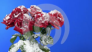 Passing Roses In The Snow Bluescreen