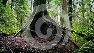 Passing Tree Roots In The Woods