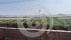 passing vinery field, view from the bus window, peru, travel concept