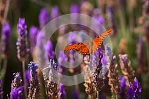 Passion butterfly Dione vanillae feeding on nectar from a lavender flower. Orange, colorful butterfly