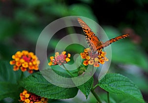 Passion Butterfly or Gulf Fritillary