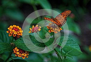 Passion Butterfly or Gulf Fritillary