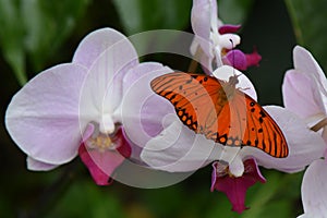 Passion Butterfly / Gulf Fritillary (Agraulis Vanillae)