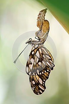 Passion butterfly hatching out  from its cocoon or pupa