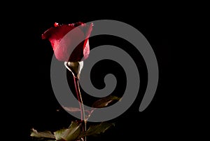 Passion in Darkness: Red Rose on Black Background