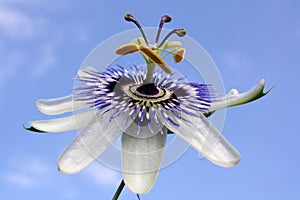 Passion Flower