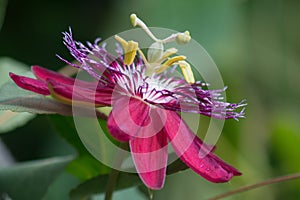 Passion flower